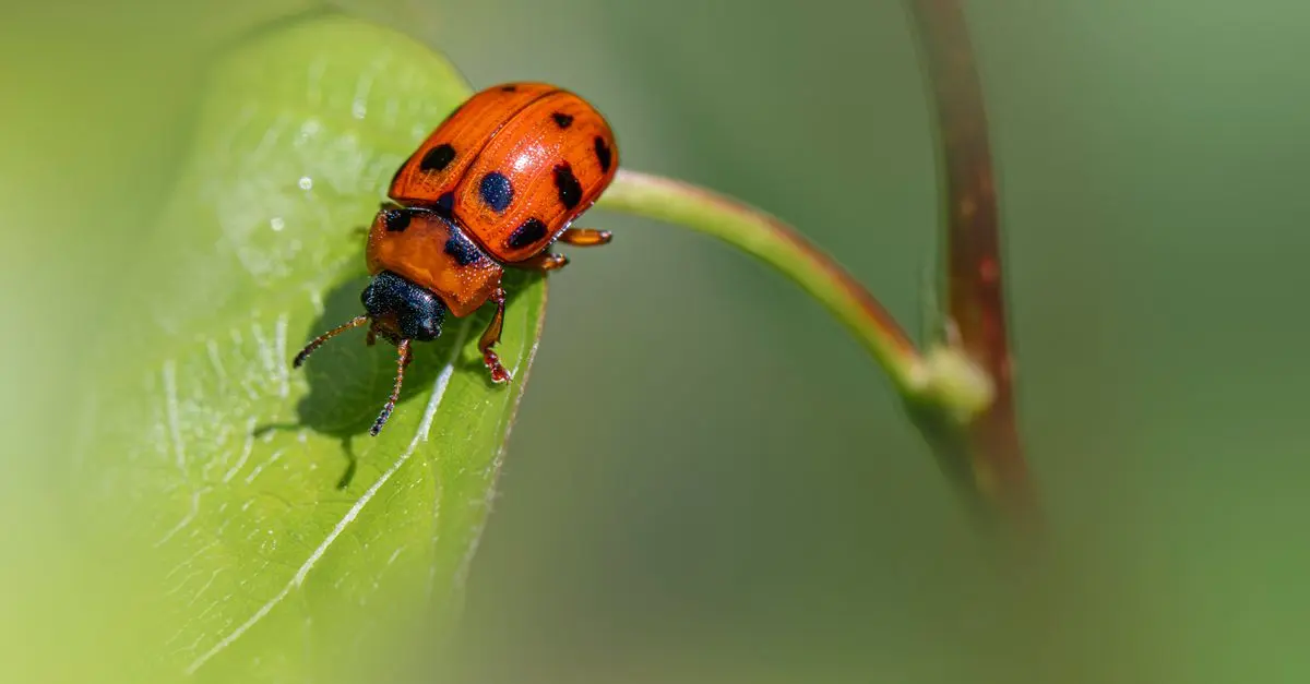 Protéger le Bois des Insectes : Méthodes Efficaces